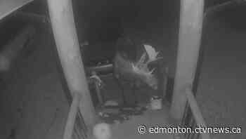 Moose devours Halloween pumpkin display outside Barrhead, Alta., family home