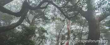 Day 1 at GLF Climate: Forest pledges welcomed, but real action needed - Landscape News