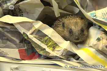 80 egels in opvangcentrum: “Ongezien. Ze zijn te klein om de winter te overleven”