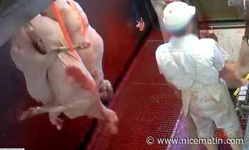 Ils avaient tagué l'abattoir de Puget-Théniers, trois militants animalistes varois mis à l'amende