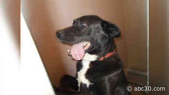 Merced County Sheriff's Animal Services waiving pet adoption fees in November