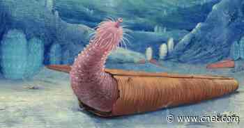 Penis worms wore shells hundreds of millions of years before hermit crabs did     - CNET