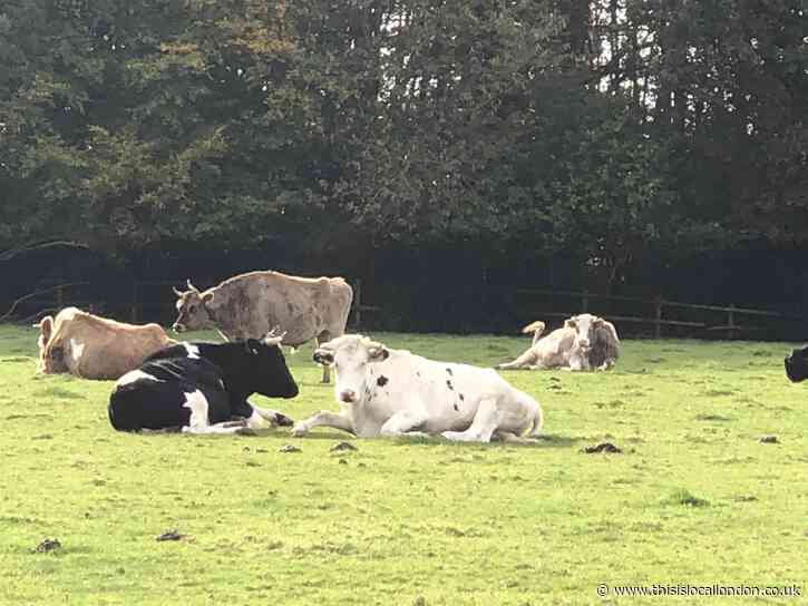 Foal Farm sanctuary for outcast animals By Julie Hooper from Farringtons school