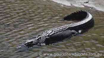 Qld man stabs croc's head to escape attack - Gloucester Advocate