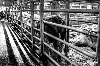 Gaia voert actie tegen onverdoofd slachten in Brussel - BRUZZ