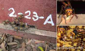 Nature: Honey bees make erratic shriek-like sounds when they detect GIANT HORNETS nearby