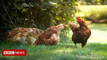 Bird flu outbreak at poultry unit near Alcester will lead to cull