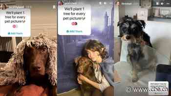Nobody is planting a tree if you share a pet picture on Instagram. Here's why