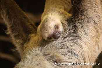 Baby sloth surprises zookeepers with speedy birth - St Helens Star