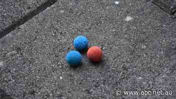 Concerns for Adelaide's Port River dolphins after foam cleaning balls found on shore