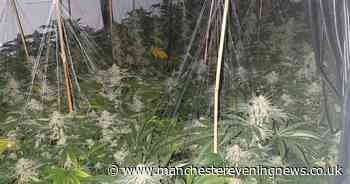 Man arrested as police discover 100 cannabis plants at hidden Bolton drugs farm - Manchester Evening News