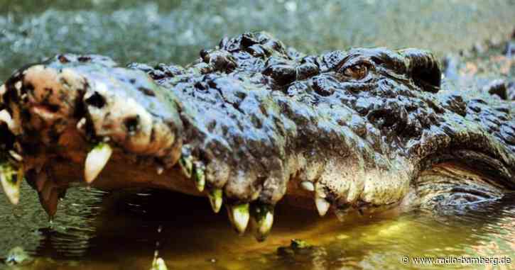 Australier wehrt Krokodil mit Gürtelmesser ab
