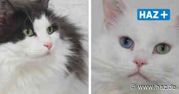 Hemmingen: Hände für Pfoten vermittelt Kater Kimba und Scotty - Hannoversche Allgemeine