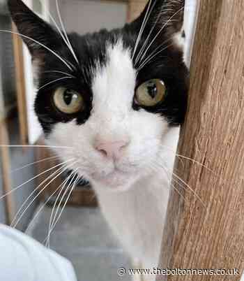 Saving Strays: Bolton rescue cats in urgent need of loving homes