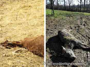 Polinago (Modena), Oipa denuncia: «Animali lasciati morire in un’azienda agricola» - Corriere della Sera