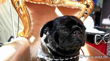 Hunde in Essen: Das sind die zehn beliebtesten Hundenamen - WAZ News