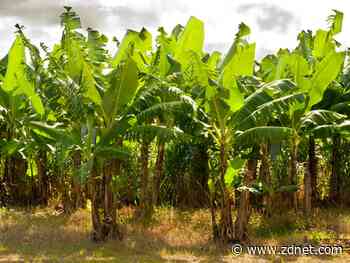 Australia's Bartle Frere Bananas using IoT and data to improve banana traceability