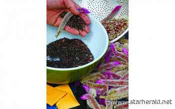 The Gestalt Gardener: Already thinking ahead to next spring - Kosciusko Star Herald