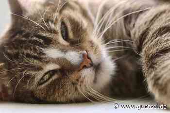 Verl: Braun-schwarzer Kater sucht sein Zuhause – Gütsel Online - Gütsel