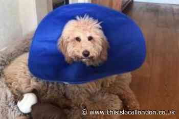 Dog ran from home after being spooked by fireworks in Loughton