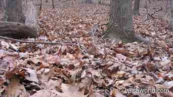 Master Gardener: Don't rake fallen leaves from lawn and reap the benefits - Tulsa World