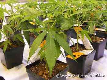 Aurora Cannabis buying stake in Dutch company Growery, to provide secured loan - pentictonherald.ca