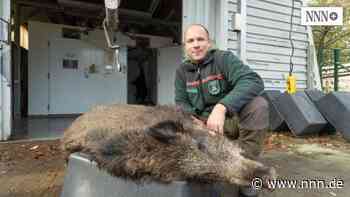 Rostock: Stadtforstamt startet mit Wildverkauf aus der Rostocker Heide | nnn.de - nnn.de
