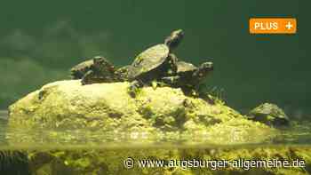 Der Zoo Augsburg macht Sumpfschildkröten für die Freiheit fit