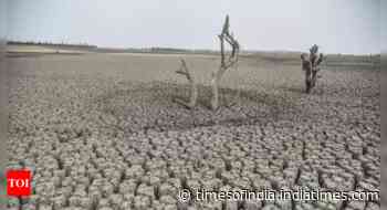 UN special envoy calls for focus on food at next climate talks to prevent future famines - Times of India