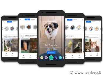 A che opera d’arte assomigliano i nostri cani e gatti? Lo rivela una app - Corriere della Sera