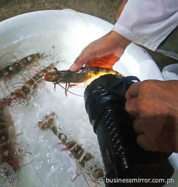 Shrimp production seen falling to 60,000 MT | Jasper Y. Arcalas - Business Mirror