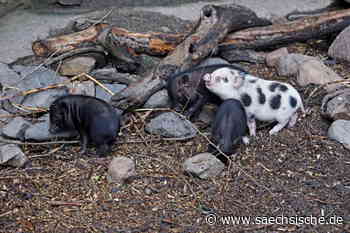 Riesa: Was die Schweinepest für den Tierpark Riesa bedeutet - Sächsische.de