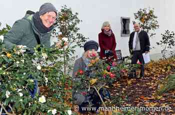 Mannheimer Apotheken impfen gegen Grippe - Mannheim - Nachrichten und Informationen - Mannheimer Morgen