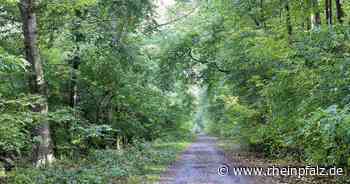 Nach Sturm: Vorsicht beim Waldbesuch - Mannheim - DIE RHEINPFALZ - Rheinpfalz.de