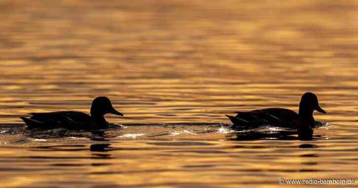 Naturschützer: Besserer Schutz von Ruhezonen für Wasservögel