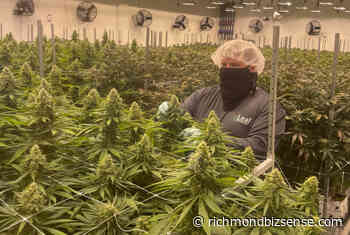 Medical marijuana operators reflect on industry's first 12 months in Virginia - RichmondBizSense