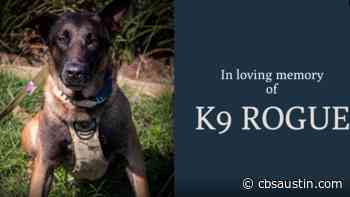 Cedar Park PD K-9 passes away due to medical emergency - KEYE TV CBS Austin