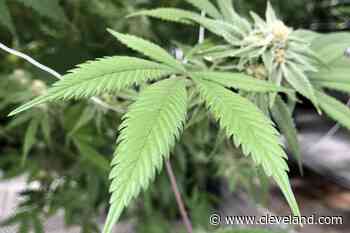 Senate bill would expand Ohio medical marijuana to any patient who can ‘reasonably be expected to benefit’ fr - cleveland.com