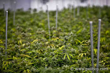 VA rejects cannabis research as veterans plead for medical pot - POLITICO