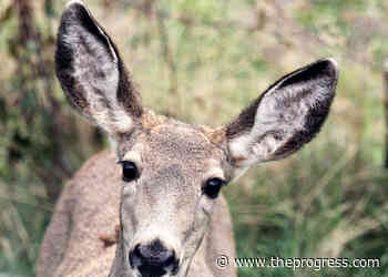 Conservation officers investigating killing of 3 mule deer in West Kootenay – Chilliwack Progress - Chilliwack Progress