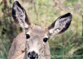 Realtors gear up for annual blanket drive in Chilliwack, Agassiz and Hope – Agassiz Harrison Observer - Agassiz Harrison Observer