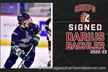 Langley's Darius Bachler joins Chilliwack Chiefs prospect pipeline – Agassiz Harrison Observer - Agassiz Harrison Observer