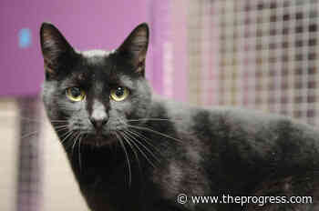 VIDEO: Find Me My Furever Home – Prince at the Chilliwack SPCA – Chilliwack Progress - Chilliwack Progress