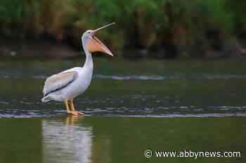 Bird watchers excited to see rare American White Pelican in Chilliwack – Abbotsford News - Abbotsford News
