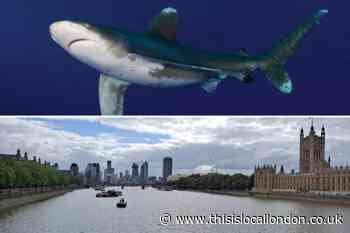 Sharks and seahorses discovered living in the River Thames