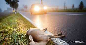 Wenn ich ein Reh anfahre, aber es lebt noch: Muss ich es von seinem Leiden erl&ouml;sen?