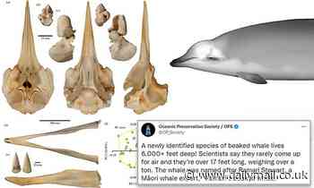 Scientists find new species of beaked whale 17-feet long, lives over 6,000 feet below the surface