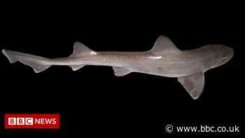 River Thames: Sharks and seahorses found living in waterway