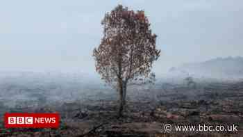 COP26: World headed for 2.4C warming despite climate summit - report