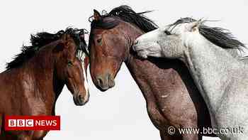 The photographer fighting to keep the America's wild horses wild